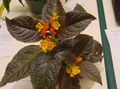 Photo Chrysothemis Herbaceous Plant description, characteristics and growing
