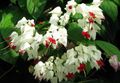 Photo Clerodendron Shrub description, characteristics and growing