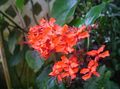 Photo Clerodendron Shrub description, characteristics and growing