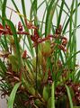 Photo Coconut Pie Orchid Herbaceous Plant description, characteristics and growing