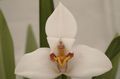 weiß Topfblumen Coconut Pie Orchidee grasig, Maxillaria Foto, Anbau und Beschreibung, Merkmale und wächst