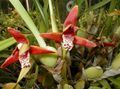 Foto Coconut Pie Orchidee Grasig Beschreibung, Merkmale und wächst