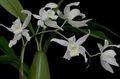 Photo Coelogyne Herbaceous Plant description, characteristics and growing