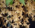 Photo Coelogyne Herbaceous Plant description, characteristics and growing