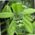 verde I fiori domestici Coelogyne erbacee foto, la lavorazione e descrizione, caratteristiche e la coltivazione