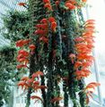 rood Huis Bloemen Columnea, Norse Brand Plant, Goudvis Wijnstok opknoping planten foto, teelt en beschrijving, karakteristieken en groeiend