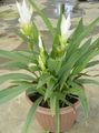 Photo Curcuma Herbaceous Plant description, characteristics and growing