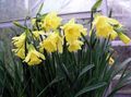 Photo Daffodils, Daffy Down Dilly Herbaceous Plant description, characteristics and growing