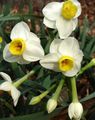 hvid Indendørs Blomster Påskeliljer, Daffy Ned Dilly urteagtige plante, Narcissus Foto, dyrkning og beskrivelse, egenskaber og voksende