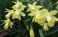 gul Indendørs Blomster Påskeliljer, Daffy Ned Dilly urteagtige plante, Narcissus Foto, dyrkning og beskrivelse, egenskaber og voksende