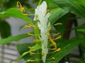 Photo Dancing Lady Herbaceous Plant description, characteristics and growing
