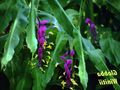 Photo Dancing Lady Herbaceous Plant description, characteristics and growing