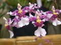 mynd Dans Lady Orchid, Cedros Bí, Hlébarða Orchid Herbaceous Planta lýsing, einkenni og vaxandi