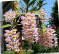 粉红色 石斛兰花 草本植物, Dendrobium 照, 养殖 和 描述, 特点 和 成长