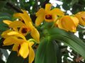 Foto Dendrobium Orchidee Grasig Beschreibung, Merkmale und wächst