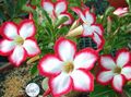 red Indoor Flowers Desert Rose tree, Adenium Photo, cultivation and description, characteristics and growing