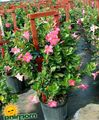 roze Huis Bloemen Dipladenia, Mandevilla opknoping planten foto, teelt en beschrijving, karakteristieken en groeiend