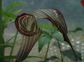 Foto Dragon Arum, Kobra-Pflanze, Amerikanische Wake Robin, Jack In Der Kanzel Grasig Beschreibung, Merkmale und wächst