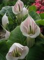 Foto Dragon Arum, Kobra-Pflanze, Amerikanische Wake Robin, Jack In Der Kanzel Grasig Beschreibung, Merkmale und wächst