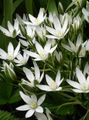 Photo Drooping Star of Bethlehem Herbaceous Plant description, characteristics and growing