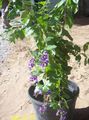 Photo Duranta, Honey Drops, Golden Dewdrop, Pigeon Berry Tree description, characteristics and growing
