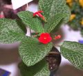 Photo Episcia Herbaceous Plant description, characteristics and growing
