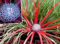 Photo Fascicularia bicolor Herbaceous Plant description, characteristics and growing