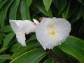 Photo Fiery Costus Herbaceous Plant description, characteristics and growing