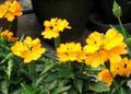 Foto Feuerwerkskörper Blume Sträucher Beschreibung, Merkmale und wächst
