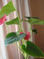 Photo Flamingo Flower, Heart Flower Herbaceous Plant description, characteristics and growing