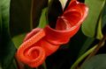 橙 火鹤花，心脏花 草本植物, Anthurium 照, 养殖 和 描述, 特点 和 成长