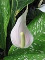 Photo Flamingo Flower, Heart Flower Herbaceous Plant description, characteristics and growing