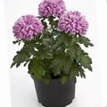 Photo Florists Mum, Pot Mum Herbaceous Plant description, characteristics and growing