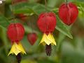red Flowering Maple, Weeping Maple, Chinese Lantern tree, Abutilon Photo, cultivation and description, characteristics and growing