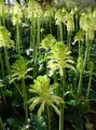 Photo Forest Lily Herbaceous Plant description, characteristics and growing