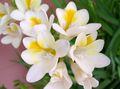 Photo Freesia Herbaceous Plant description, characteristics and growing