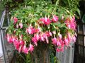ružičasta Sobne cvijeće Fuksija grmovi, Fuchsia Foto, uzgajanje i opis, karakteristike i uzgoj