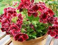 claret Indoor Flowers Geranium herbaceous plant, Pelargonium Photo, cultivation and description, characteristics and growing