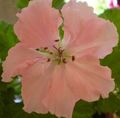 roze Huis Bloemen Geranium kruidachtige plant, Pelargonium foto, teelt en beschrijving, karakteristieken en groeiend