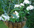 balts Iekštelpu ziedi Ģerānija zālaugu augs, Pelargonium Foto, audzēšana un apraksts, raksturlielumi un augošs