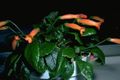 オレンジ 室内の花 Gesneria 草本植物 フォト, 栽培 と 説明, 特性 と 成長