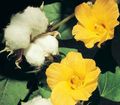 dzeltens Iekštelpu ziedi Gossypium, Kokvilnas Augs krūms Foto, audzēšana un apraksts, raksturlielumi un augošs