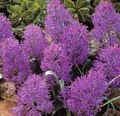 Photo Grape Hyacinth Herbaceous Plant description, characteristics and growing