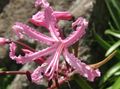 Photo Guernsey Lily Herbaceous Plant description, characteristics and growing