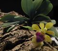 黄 楼花 Haraella 草本植物 照, 养殖 和 描述, 特点 和 成长