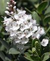 bijela Sobne cvijeće Konobarica grmovi, Hebe Foto, uzgajanje i opis, karakteristike i uzgoj