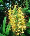 Photo Hedychium, Butterfly Ginger Herbaceous Plant description, characteristics and growing