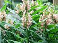 Foto Hedychium, Schmetterling Ingwer Grasig Beschreibung, Merkmale und wächst