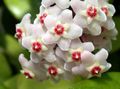 Bilde Hoya, Brudebukett, Madagaskar Jasmin, Voks Blomst, Krans Blomst, Floradora, Hawaiisk Bryllup Blomster Hengende Plante beskrivelse, kjennetegn og voksende