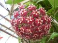 Photo Hoya, Bridal Bouquet, Madagascar Jasmine, Wax flower, Chaplet flower, Floradora, Hawaiian Wedding flower Hanging Plant description, characteristics and growing